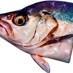 Snowboarding Stomp Pads devembr Fish Head Design-0